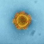 This is a feature image for blog article Neoantigen Targeted Therapies at Roots Analysis
