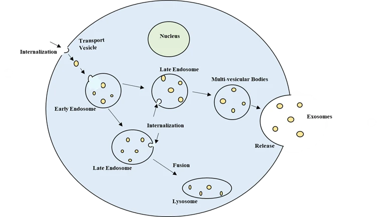 Exosomes figure to show formation of endosomal-sorting complex - Roots Analysis
