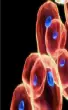 Antibody Drug Conjugates Market (9th Edition): By Target Indication (Breast Cancer, Non-Small Cell L...