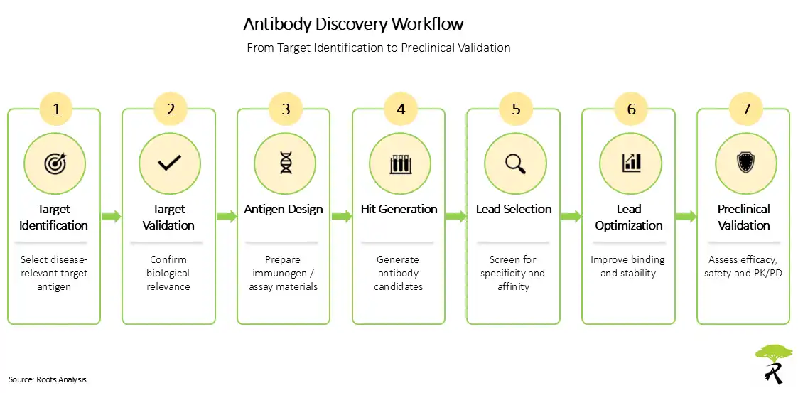 Antibody Discovery Workflow From Target Identification to Preclinical Validation